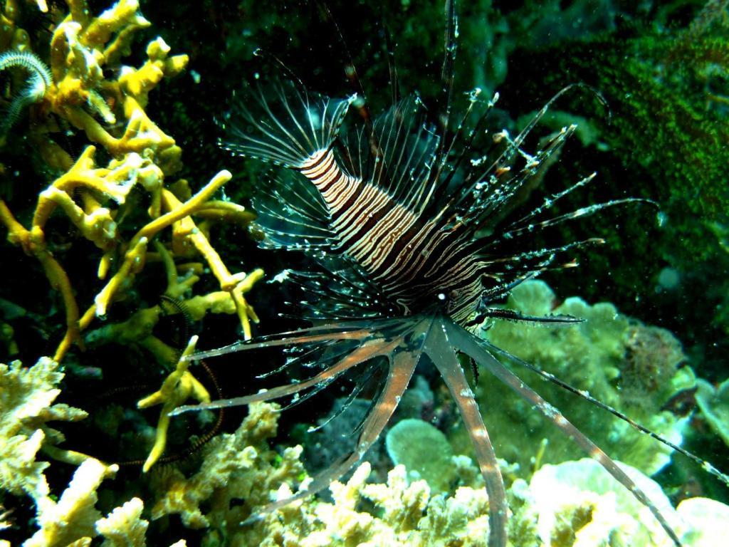 Kalipayan Beach Resort & Atlantis Dive Center Panglao Esterno foto
